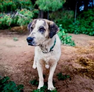Von - the dog (Βον - the dog), male 7yo Mixed Breed for adoption at Dogs Voice, Athens