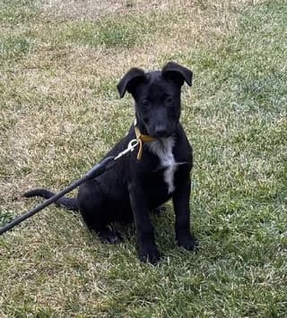 koytavi (κουτάβι), female puppy Mixed Breed for adoption at Dogs Voice, Athens