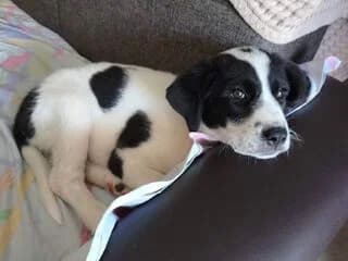 Chaido (Χάιδω), female puppy Mixed Breed for adoption at Dogs Voice, Athens