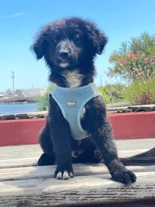 Kevin (Κέβιν), male puppy Mixed Breed for adoption at Dogs Voice, Athens