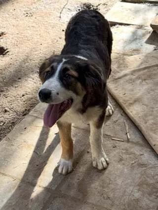 Elli (Ελλη), female puppy Mixed Breed for adoption at Dogs Voice, Athens