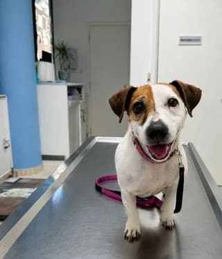Rio (Ρίο), male 7yo Mixed Breed for adoption at Dogs Voice, Athens