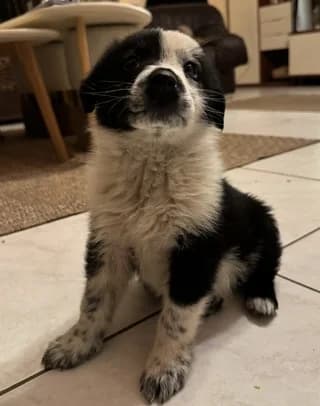 Nasia (Νασια), female puppy Mixed Breed for adoption at Dogs Voice, Athens