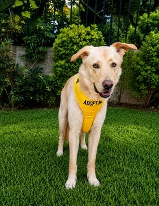 Jack, male young Mixed Breed for adoption at Dogs Voice, Athens