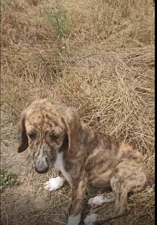 TZENH, female puppy Mixed Breed for adoption at Dogs Voice, Athens