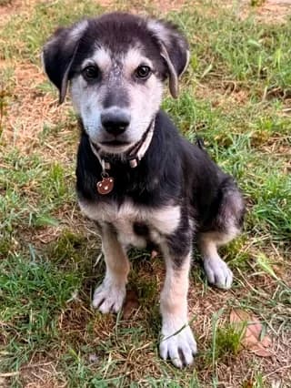 Thiontor (Θίοντορ), male puppy Mixed Breed for adoption at Dogs Voice, Athens