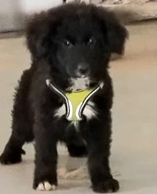Kevin, male puppy Mixed Breed for adoption at Dogs Voice, Athens