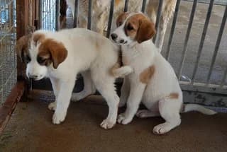 Adelaide, female puppy Mixed Breed for adoption at Dogs Voice, Athens