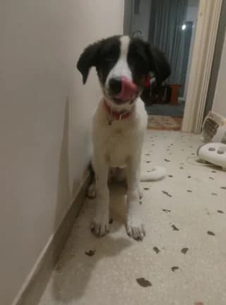 Zizel, female puppy Mixed Breed for adoption at Dogs Voice, Athens