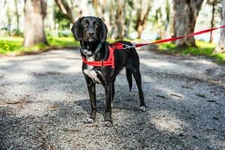 Paul, male young Mixed Breed for adoption at Dogs Voice, Athens