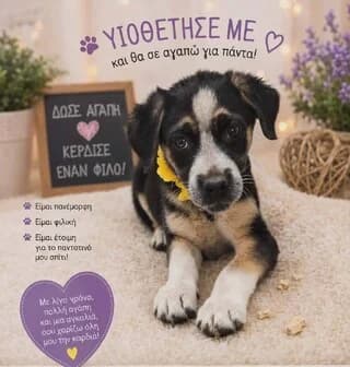 Oreo, female puppy Mixed Breed for adoption at Dogs Voice, Athens