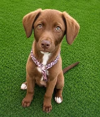 Kira (Κίρα), female puppy Mixed Breed for adoption at Dogs Voice, Athens