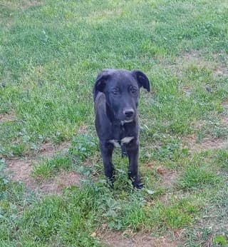 Mpompos (Μπόμπος), male puppy Mixed Breed for adoption at Dogs Voice, Athens