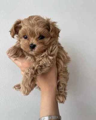 Maltipoo,  puppy Mixed Breed for adoption at Dogs Voice, Athens