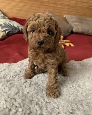 kanis-wotty (κανίς-wotty),  puppy Mixed Breed for adoption at Dogs Voice, Athens