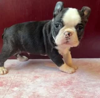 Vosto-souki (Βοστώ-souki),  puppy Mixed Breed for adoption at Dogs Voice, Athens