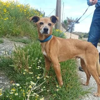 Leyterakis (Λευτεράκης), male 3yo Mixed Breed for adoption at Dogs Voice, Athens