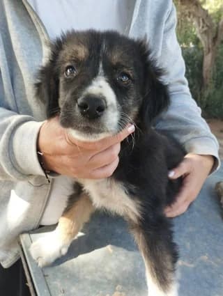 Άria (Άρια), female puppy Mixed Breed for adoption at Dogs Voice, Athens