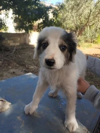 Άtlas (Άτλας), male puppy Mixed Breed for adoption at Dogs Voice, Athens