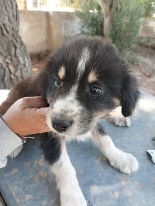 Άxel (Άξελ), male puppy Mixed Breed for adoption at Dogs Voice, Athens