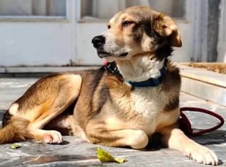 Roky (Ρόκυ), male 3yo Mixed Breed for adoption at Dogs Voice, Athens