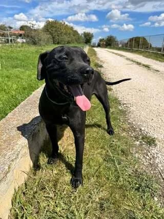 Prins (Πρινς), male 3yo Mixed Breed for adoption at Dogs Voice, Athens