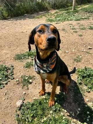 Buddy, male young Mixed Breed for adoption at Dogs Voice, Athens
