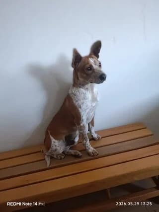 Mpontzo (Μποντζο), male puppy Mixed Breed for adoption at Dogs Voice, Athens