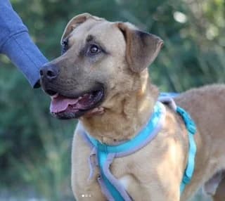 Lampros (Λάμπρος), male young Mixed Breed for adoption at Dogs Voice, Athens