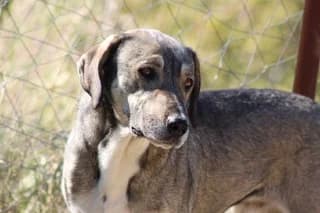 Tzo (Τζο), male 7yo Mixed Breed for adoption at Dogs Voice, Athens
