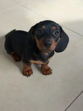 Apollon (Απόλλων), female puppy Mixed Breed for adoption at Dogs Voice, Athens