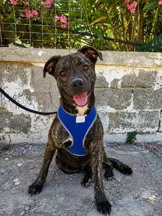Tigro, male young Mixed Breed for adoption at Dogs Voice, Athens