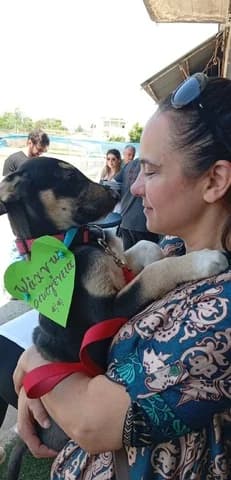 ORESTIS (ΟΡΕΣΤΗΣ), male puppy Mixed Breed for adoption at Dogs Voice, Athens