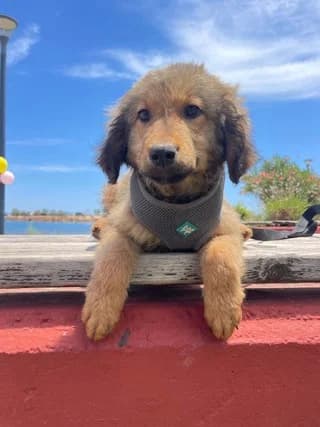 Agapoylis (Αγαπουλης), male puppy Mixed Breed for adoption at Dogs Voice, Athens
