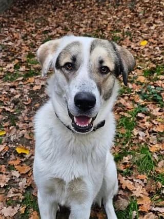 MAXIMOS (ΜΑΞΙΜΟΣ), Mixed Breed (Dogs Voice)