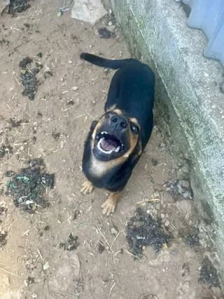 Luna, Mixed Breed (Dogs Voice)