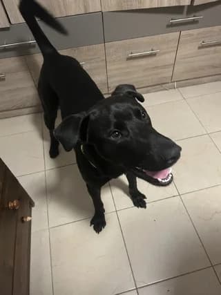 Rocky, Mixed Breed (Dogs Voice)