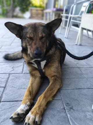 Tsoy (Τσού), Mixed Breed (Dogs Voice)