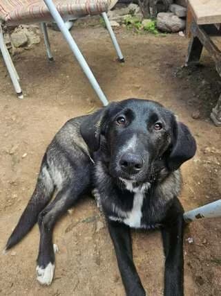 Mimoza (Μιμόζα), Mixed Breed (Dogs Voice)