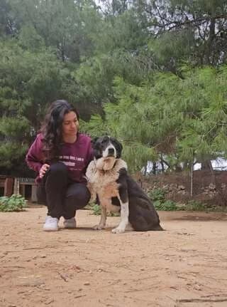 Mpella (Μπέλλα), female 7yo Mixed Breed for adoption at Dogs Voice, Athens