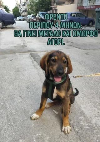 Frento (Φρέντο), male puppy Mixed Breed for adoption at Dogs Voice, Athens