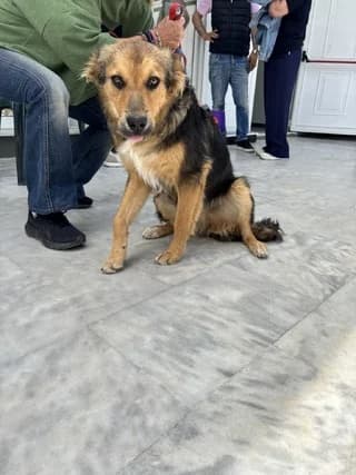 Leo, male puppy Mixed Breed for adoption at Dogs Voice, Athens