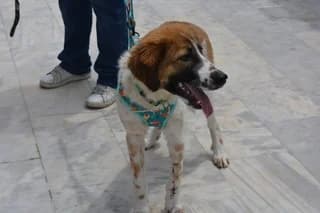 Fanoyris (Φανούρης), male puppy Mixed Breed for adoption at Dogs Voice, Athens