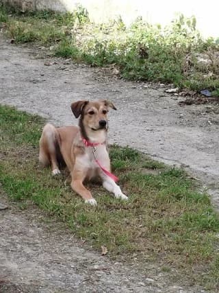 Alma (Αλμα), female puppy Mixed Breed for adoption at Dogs Voice, Athens