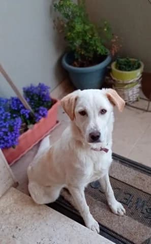 Mproyno (Μπρούνο), male puppy Mixed Breed for adoption at Dogs Voice, Athens
