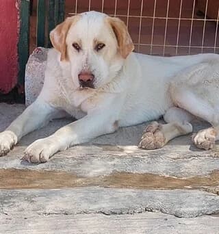 LOYI (ΛΟΥΗ), male young Mixed Breed for adoption at Dogs Voice, Athens