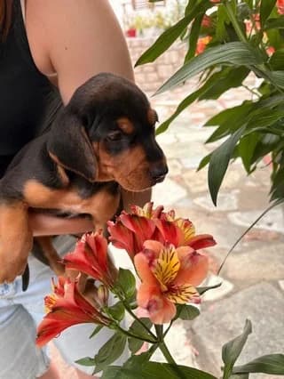 Όliver (Όλιβερ), male puppy Mixed Breed for adoption at Dogs Voice, Athens