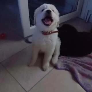 ARIS (ΑΡΗΣ), male puppy Mixed Breed for adoption at Dogs Voice, Athens