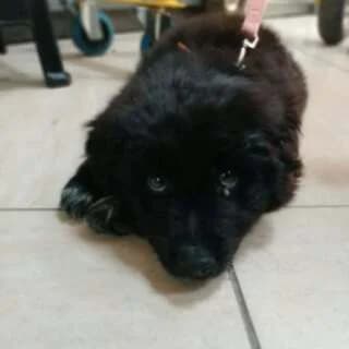 SKIA (ΣΚΙΑ), male puppy Mixed Breed for adoption at Dogs Voice, Athens