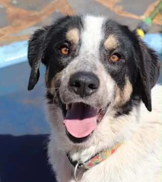 Mondo, male young Mixed Breed for adoption at Dogs Voice, Athens